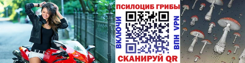 как найти закладки  Котлас  Псилоцибиновые грибы Cubensis 